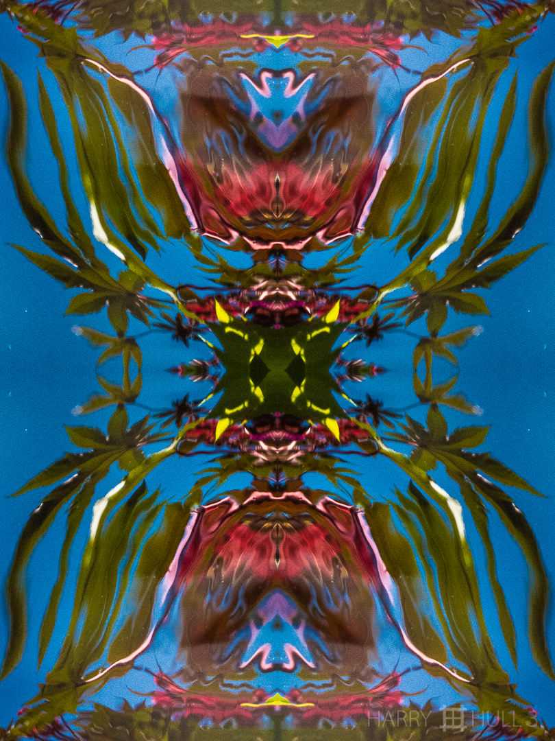 Reflected flowers. Photo of flowers and plants reflected in pond, Denver Botanic Garden, Denver, Colorado.