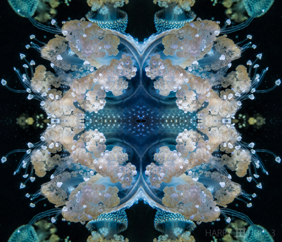Jelly nebulae. Photo close-up of White spotted jelly (Phyllorhiza punctata), California Academy of Sciences aquarium, San Francisco, California.