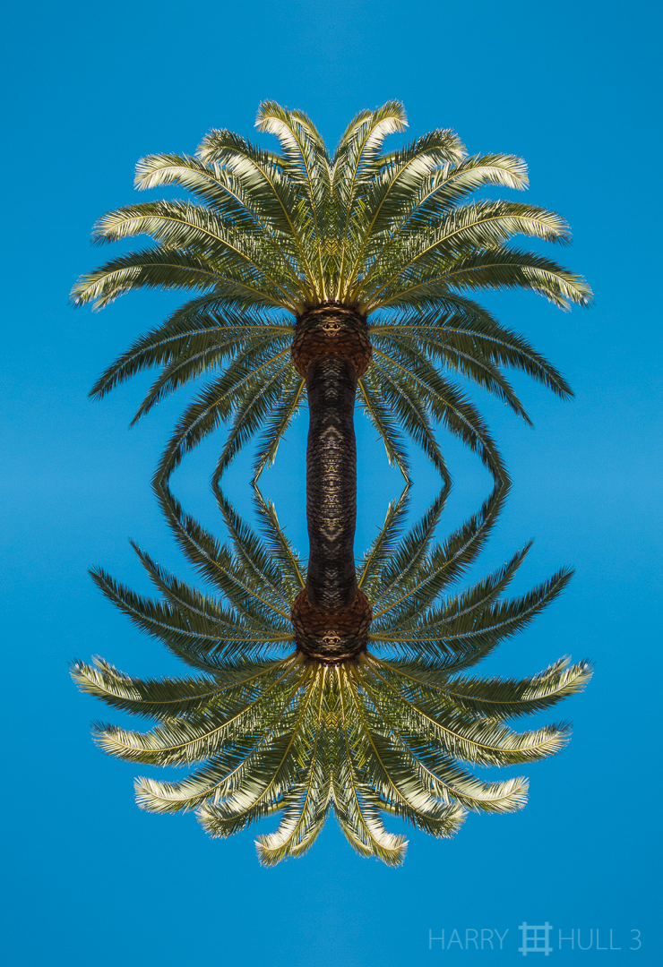 Palms up and down. Photo of the crown of a palm tree in Golden Gate Park, San Francisco, California.