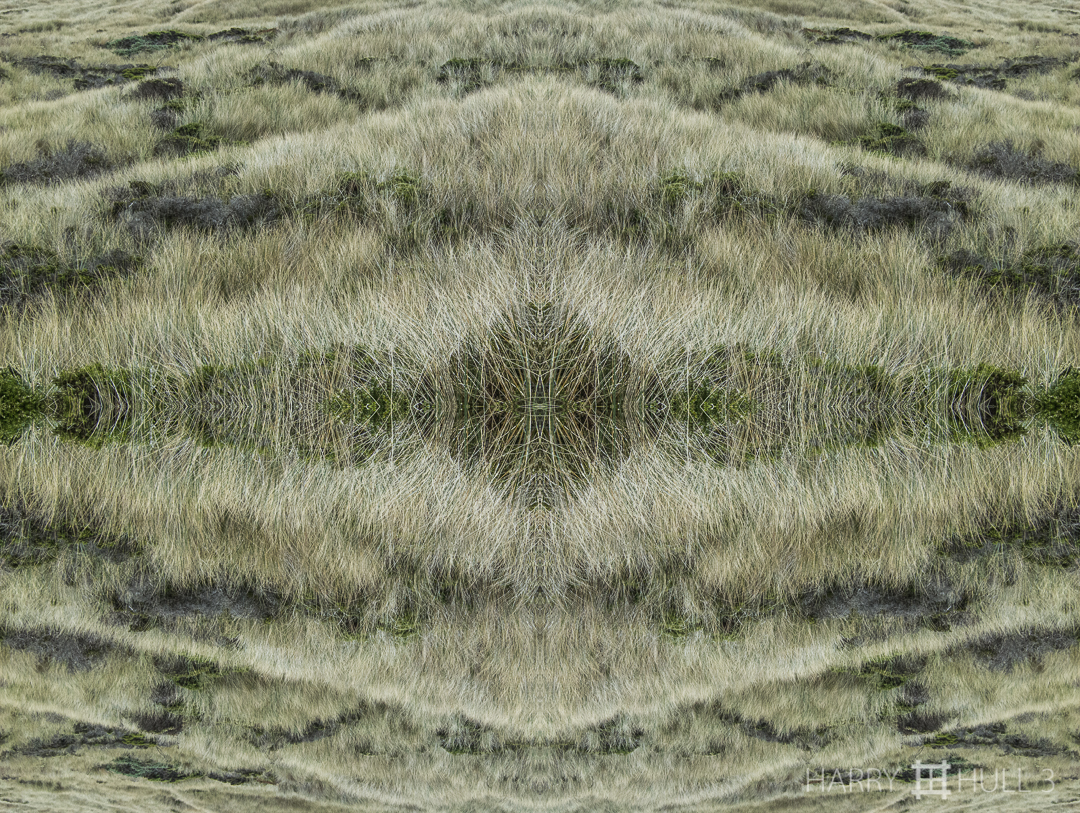 Waves of grass. Photo of dune grass and shrubs, Limantour Beach, Point Reyes National Seashore, California.