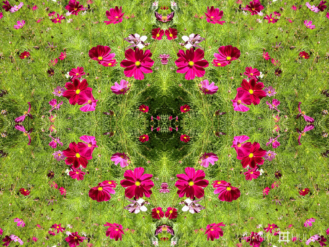 Flower galaxy. Photo of Cosmos flowers growing next to a sidewalk in Denver, Colorado.