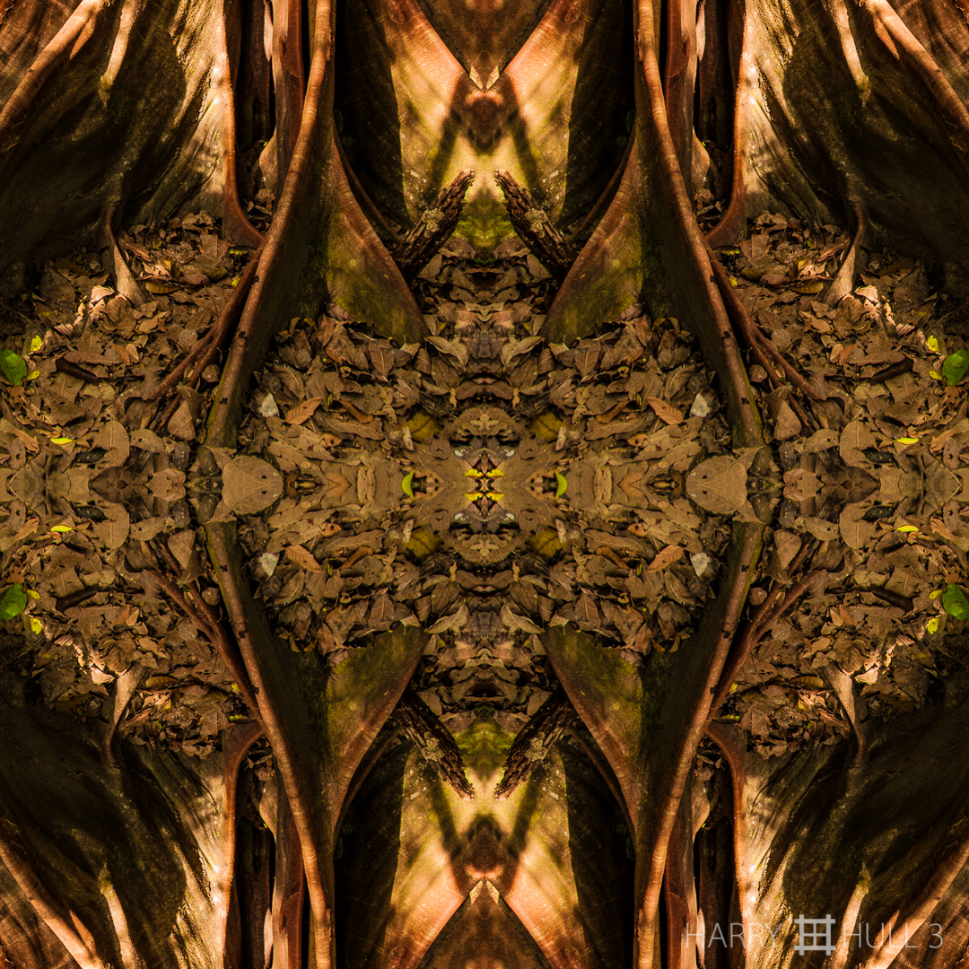 Support system. Photo of the buttress roots of a large tree in the forest of Corcovado National Park, Costa Rica.