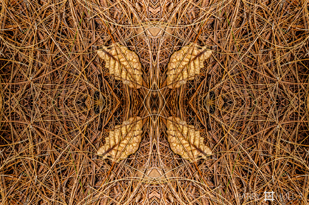 Needlework with leaf. Photo of forest floor in the Irazu Volcano National Park, Costa Rica. 
