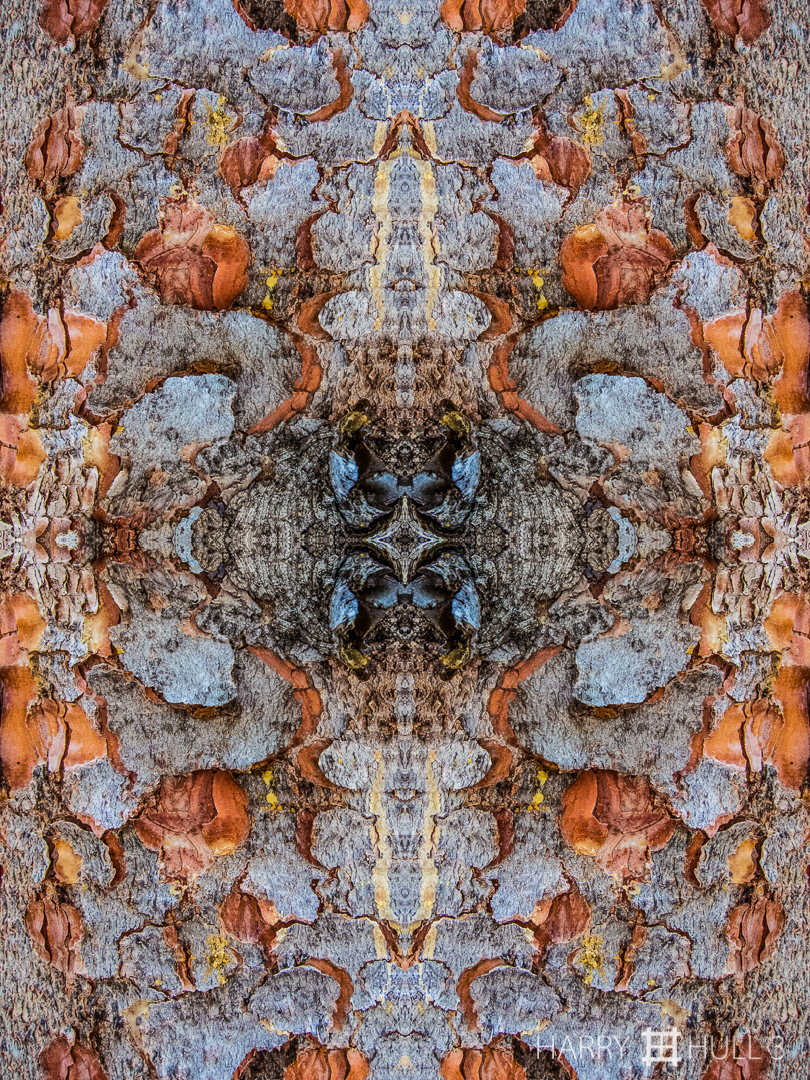 Bark heraldry. Photo close-up of flaky tree bark in the forest of the Sangre de Cristo Mountains near Santa Fe, New Mexico.