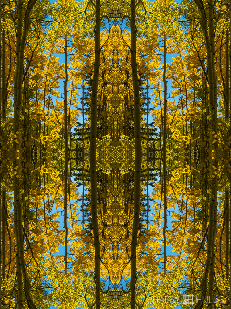 In aspen space. Photo of aspen forest in autumn, Sangre de Cristo Mountains near Santa Fe, New Mexico.