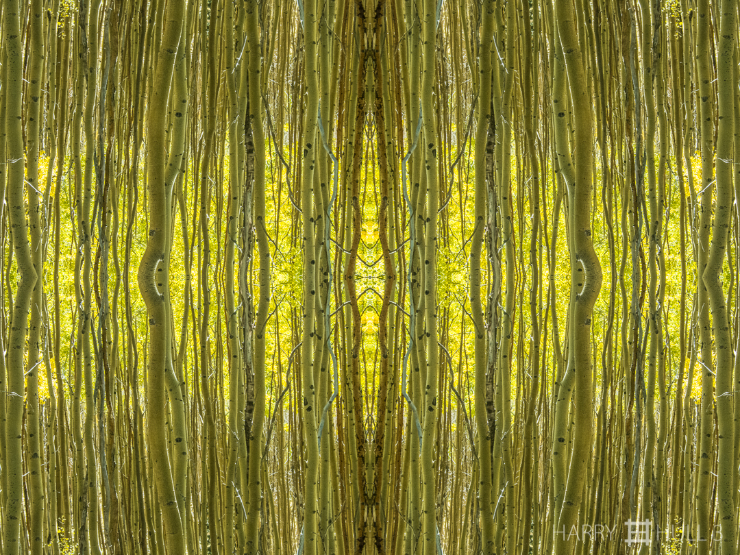 Light in the forest. Photo of aspen trees in autumn in the Sangre de Cristo Mountains near Santa Fe, New Mexico.