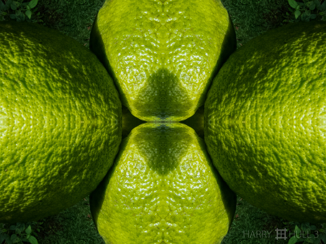 Fruit adduction. Photo close-up of a cluster of pomelo fruit, Finca Cantaros, San Vito, Costa Rica.