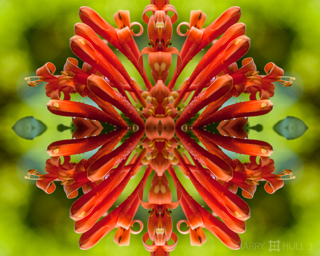 Coronation. Photo close-up of a flower on a vine, Finca Cantaros, San Vito, Costa Rica.