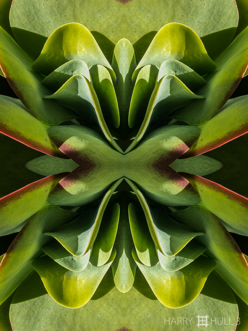 Leaves of desire. Photo of the leaves of a succulent plant, Denver Botanic Garden, Denver, Colorado.