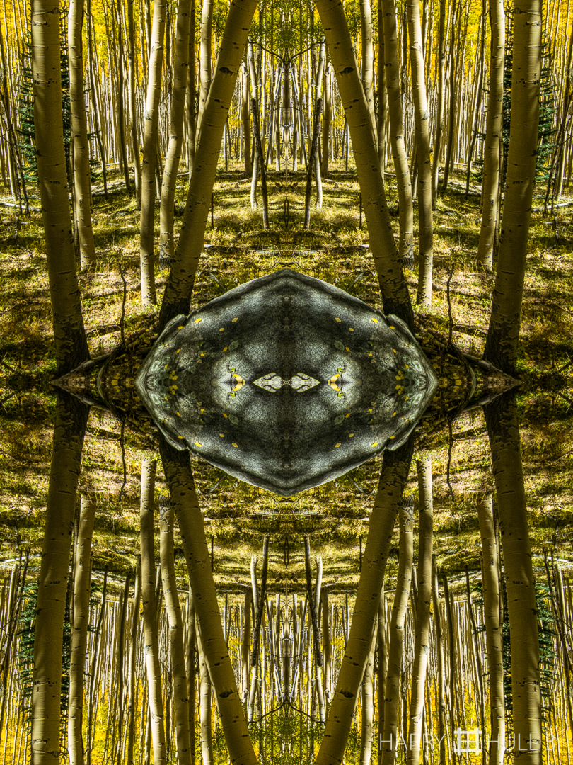 Aspen altar. Photo of a granite boulder in the aspen forests of the Sangre de Cristo Mountains near Santa Fe, New Mexico.