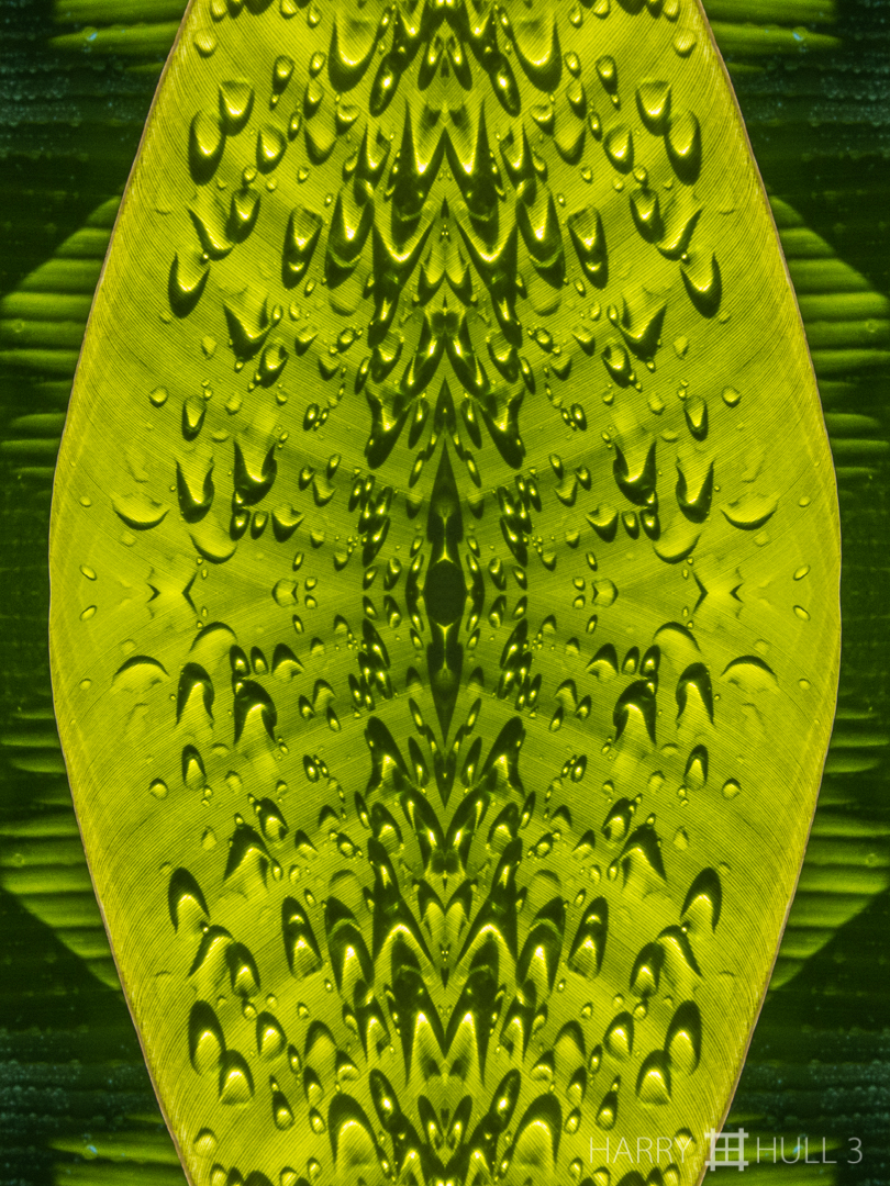 Drop shadows. Photo close-up of water drops on a banana leaf, Finca Cantaros, San Vito, Costa Rica.