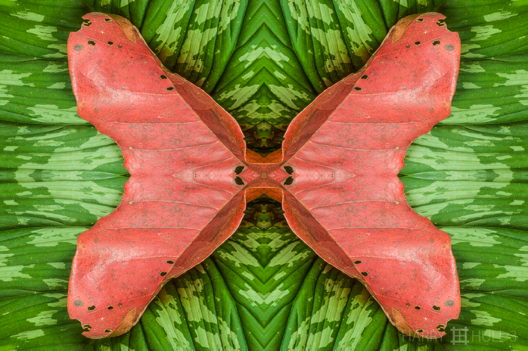 Leaf on leaf. Photo of a dead leaf fallen on a large maranta leaf in the forest, Finca Cantaros, San Vito, Costa Rica.