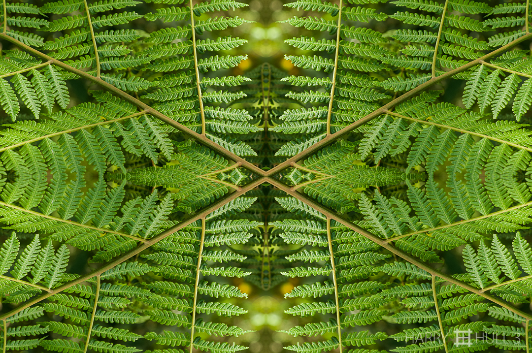 Fern fractal. Photo of fern branch, Finca Cantaros, San Vito, Costa Rica.