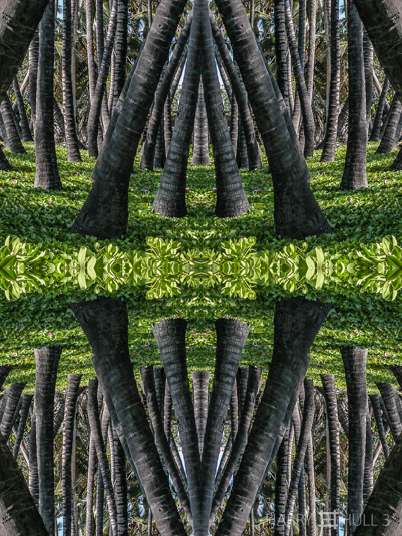 Gathering of the palms. Photo of coconut palms at Keawaiki on the Kona Coast, Big Island, Hawaii.