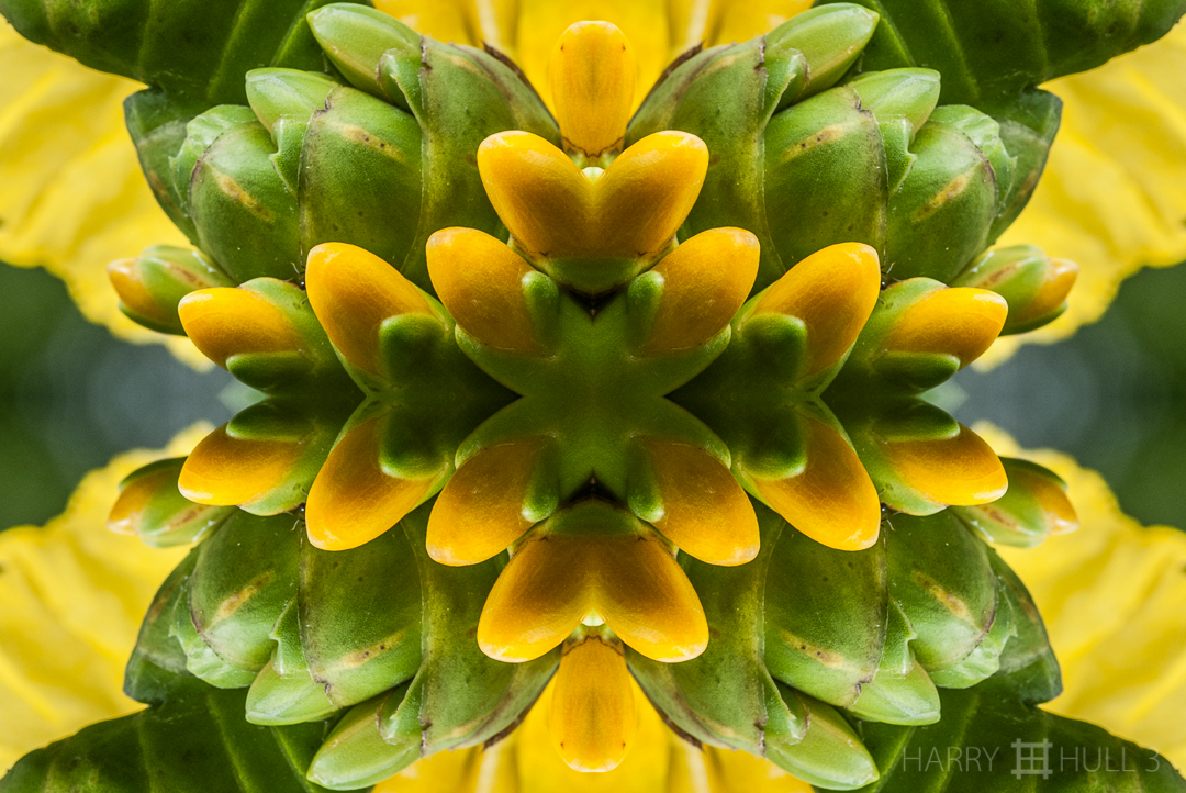 Costus cross. Photo close-up of Costus infructescence, Finca Cantaros, San Vito, Costa Rica.