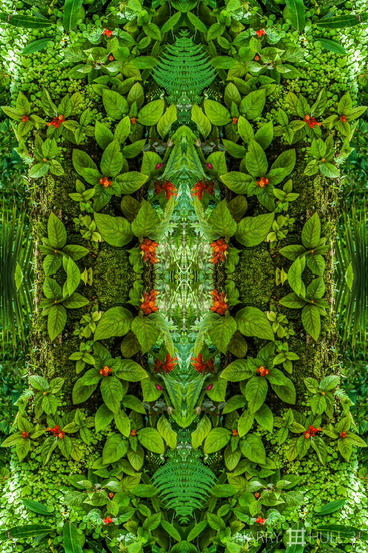 Happy holidays! Photo of plants and vine growing on a tree trunk, Finca Monte Rigoletto, Las Juntas, Costa Rica.