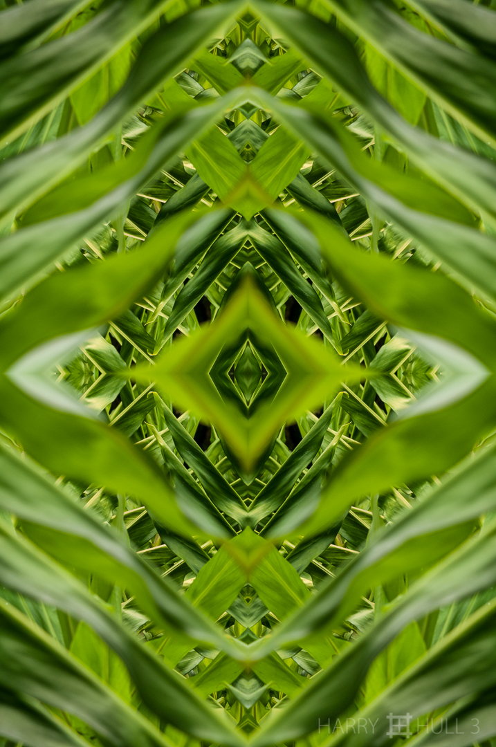 Leaf lattice. Photo of the leaves of a ginger plant in the garden of Los Cusingos, Costa Rica.