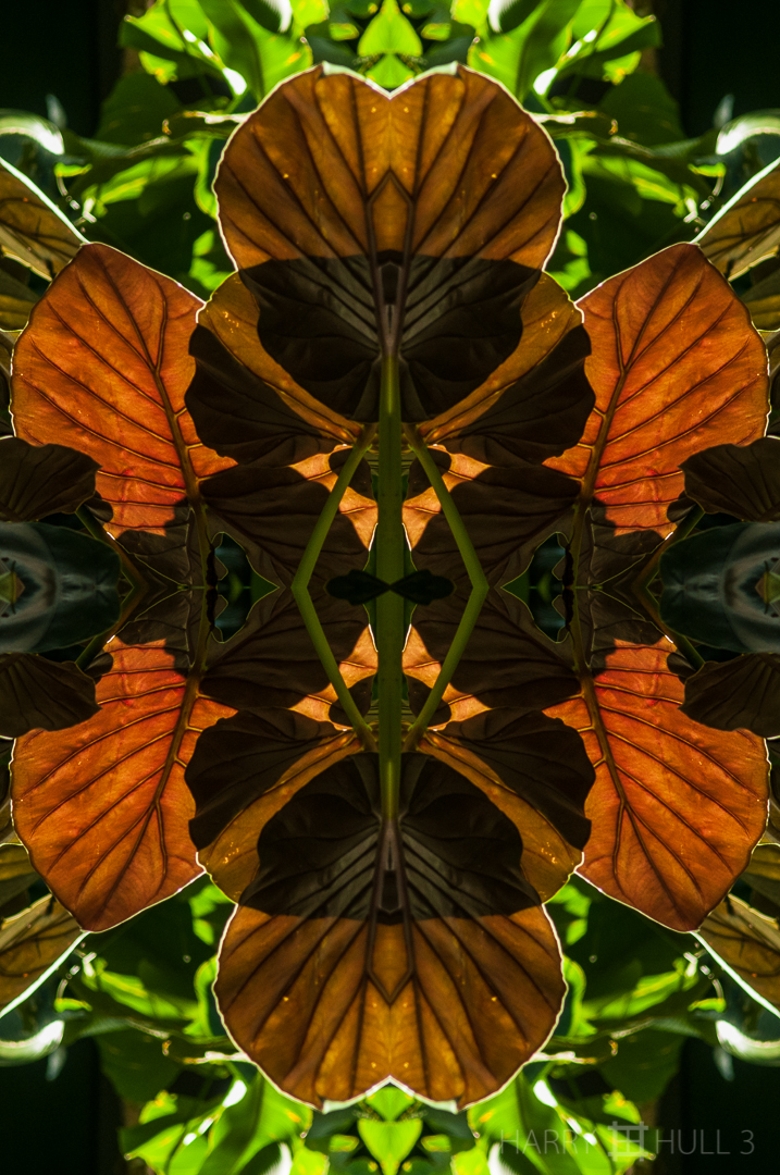 Leaf shade. Photo of back-lit maranta leaves, Finca Cantaros, San Vito, Costa Rica.