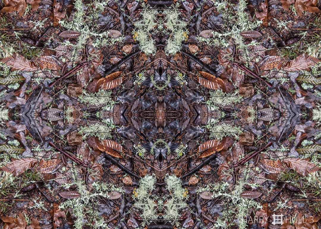 Forest floor. Photo of leaves, moss and pine needles after a winter rain in the forests of Mount Tamalpais State Park, California.