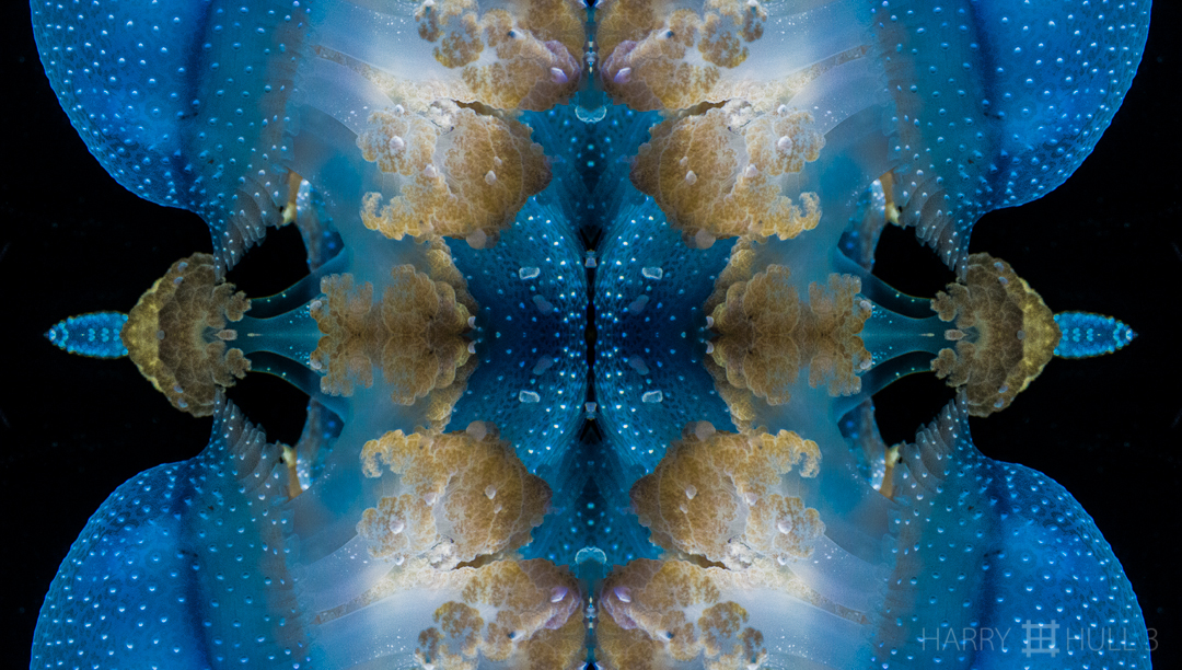 Aquatic alien. Photo of a jelly fish in the aquarium of the California Academy of Sciences, San Francisco, California.