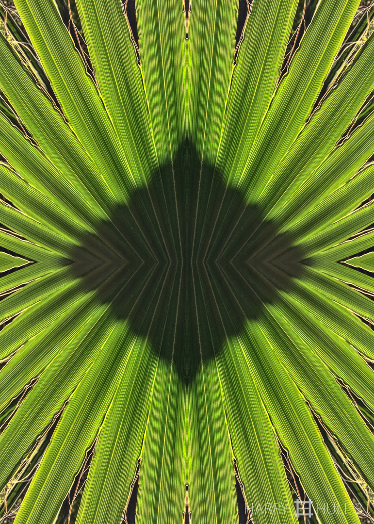 Frond: sol y sombra. Photo of leaves with a shadow near downtown Calistoga, California.