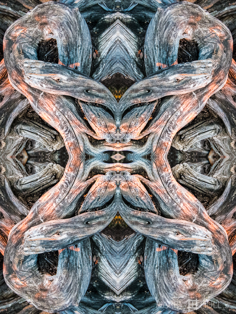 Contortions. Photo of twisted trunk and branches of trees along the cliff walk, Santa Monica, California, at sunset.