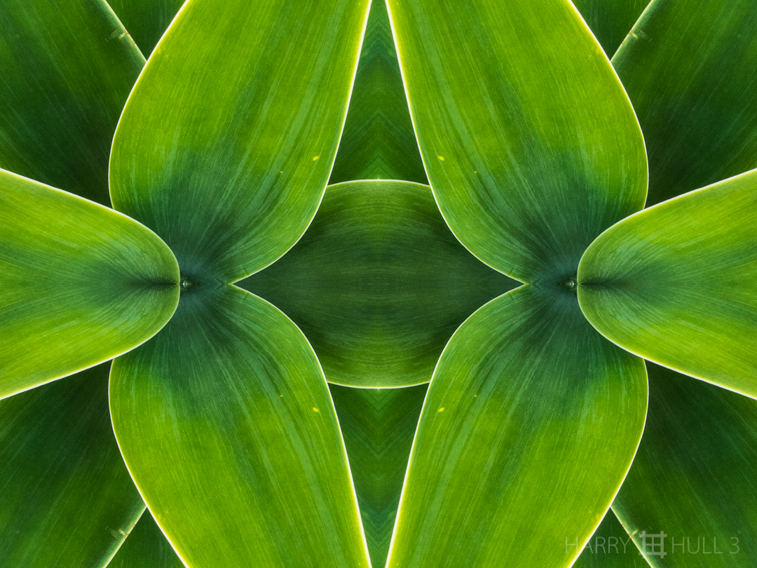 Agave love. Photo of the leaves of an agave plant in the garden of the Fundacion Oswaldo Guayasamin, Quito, Ecuador.