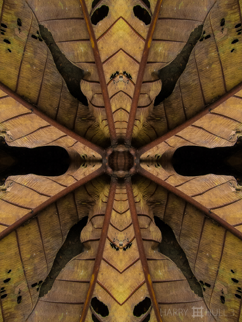 Topography of entropy. Photo close-up of dead Cepropia leaf on the forest floor, Mindo region, Ecuador.