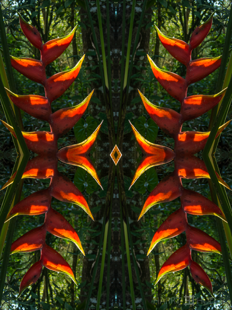 Forest surprise. Photo of heliconia bracts caught by early morning sun in the forest, Finca Cantaros, San Vito, Costa Rica.