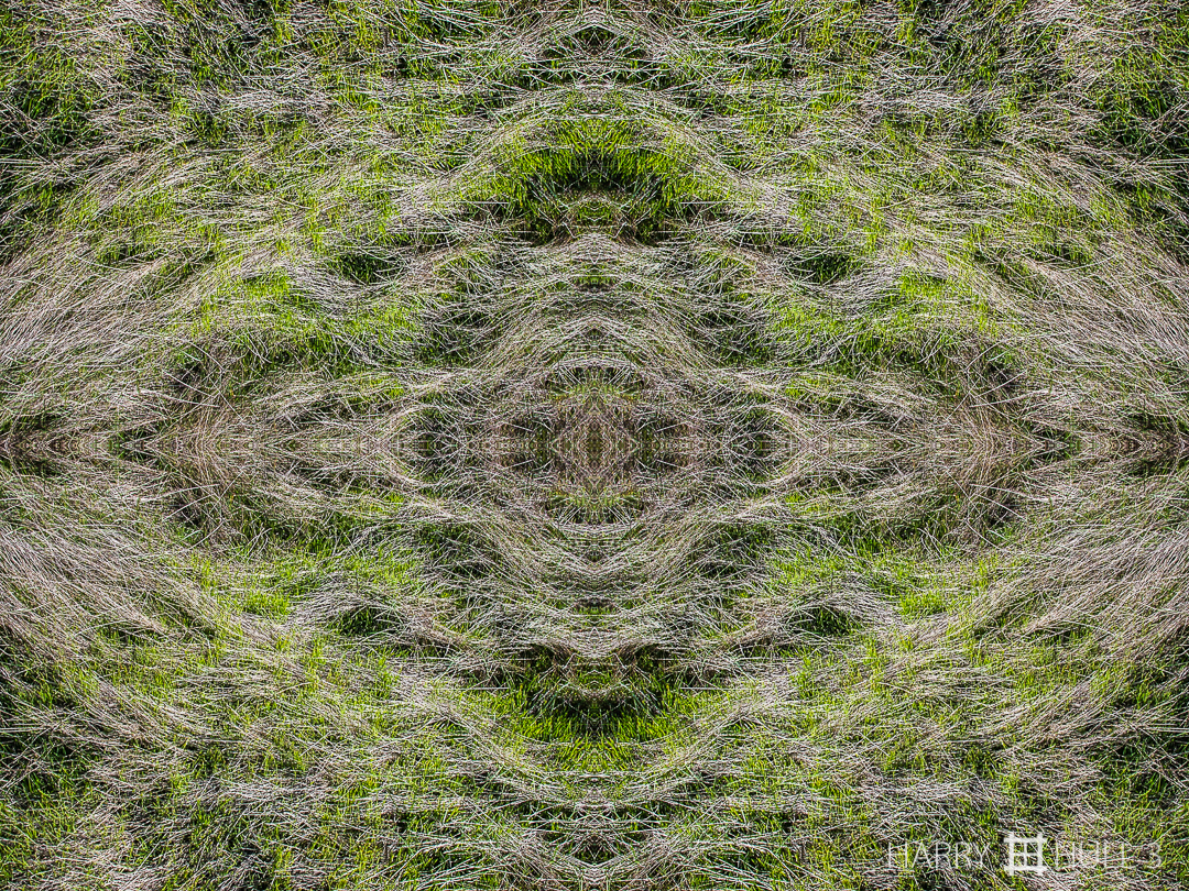 Rebirth. Photo of early winter green grass coming up through the summer's dead grass, Tennessee Valley, Golden Gate National Recreation Area, Marin County, California.