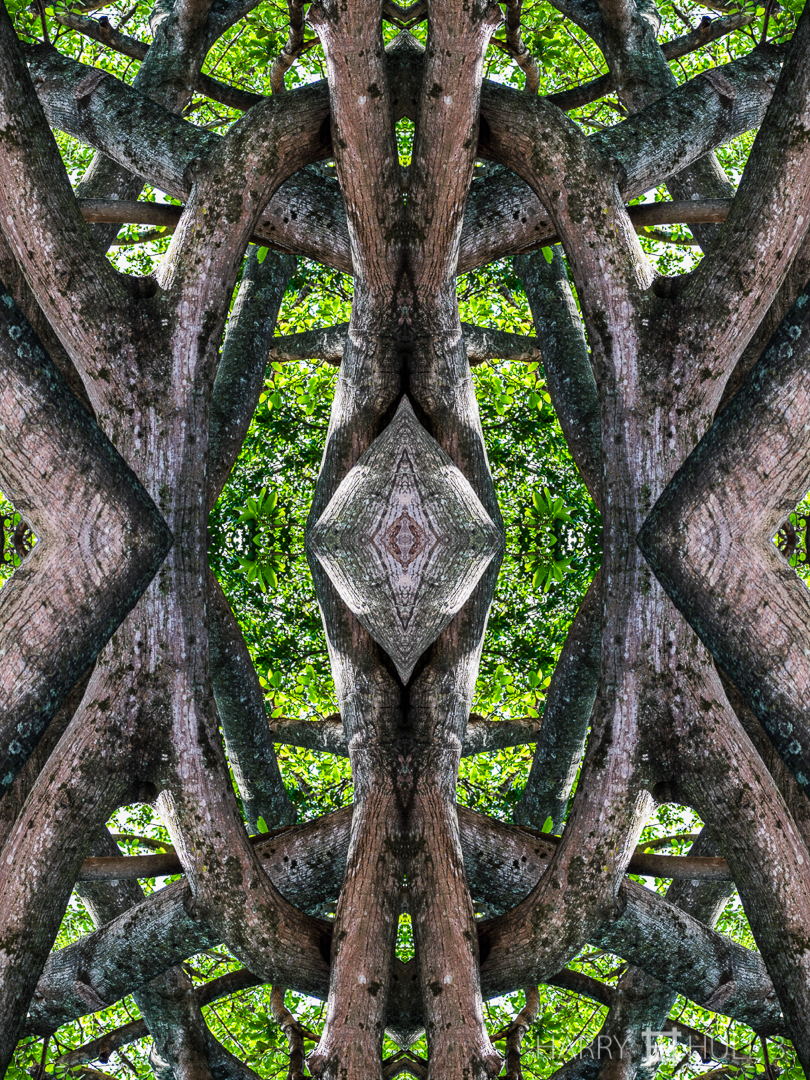 Puzzle tree. Photo of tree in  church grounds, Santa Ana, Costa Rica.