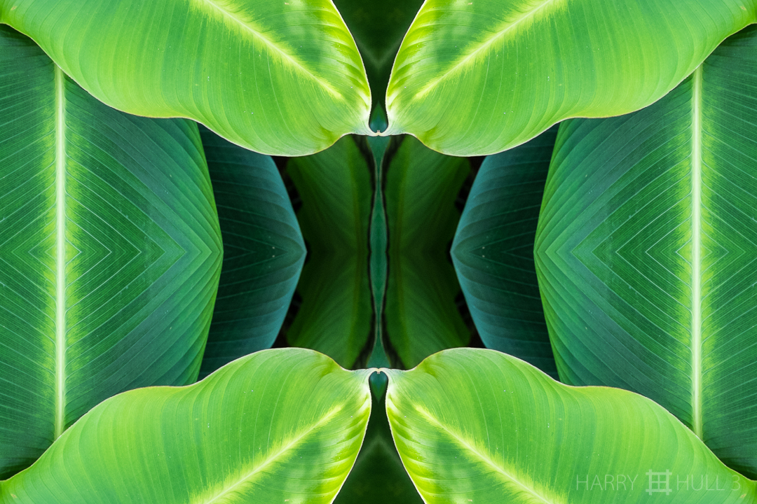 Leaf layers. Photo of leaves in the garden of Sibu Chocolate, Santa Elena de Heredia, Costa Rica.