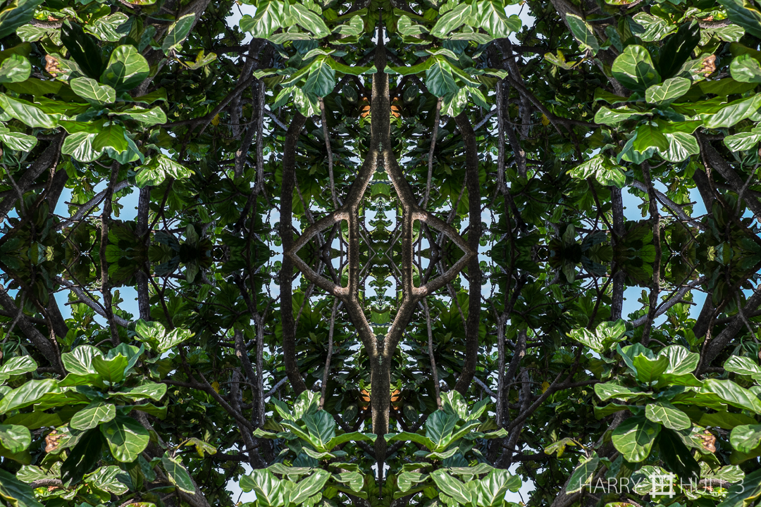 Canopy structure. Photo of part of a large tree on the grounds of Iglesia Catolica, Santa Ana, Costa Rica.