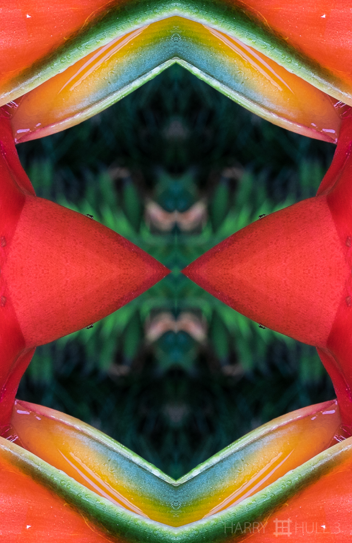 Power plant. Photo close-up of a Heliconia bract, with ant, Finca Cantaros, San Vito, Costa Rica.