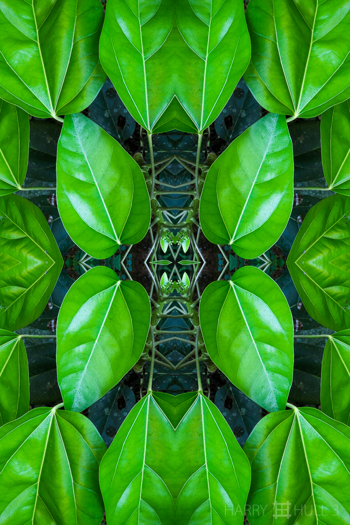 New growth. Photo of new leaves on a bush, with old leaves below, Finca Cantaros, San Vito, Costa Rica.