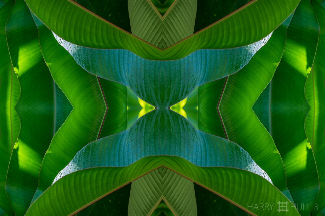 Botanic time. Photo of heliconia leaves, Finca Cantaros, San Vito, Costa Rica.