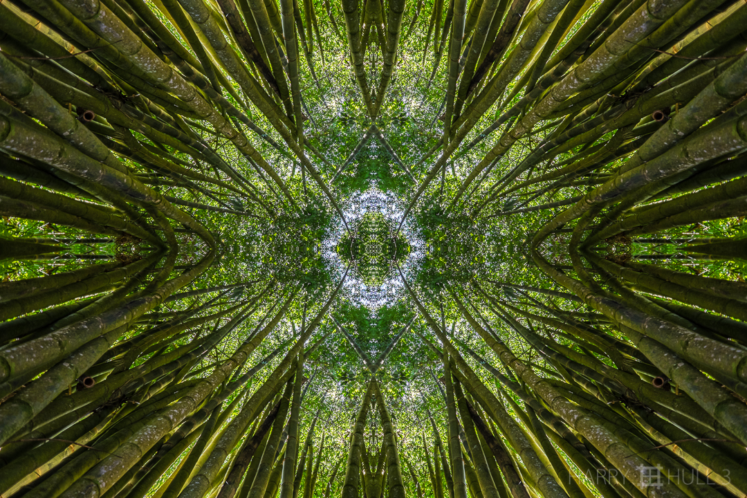 Sacred grove. Photo taken from within the center of a bamboo grove on the grounds of Cascata del Bosco, San Vito, Costa Rica.