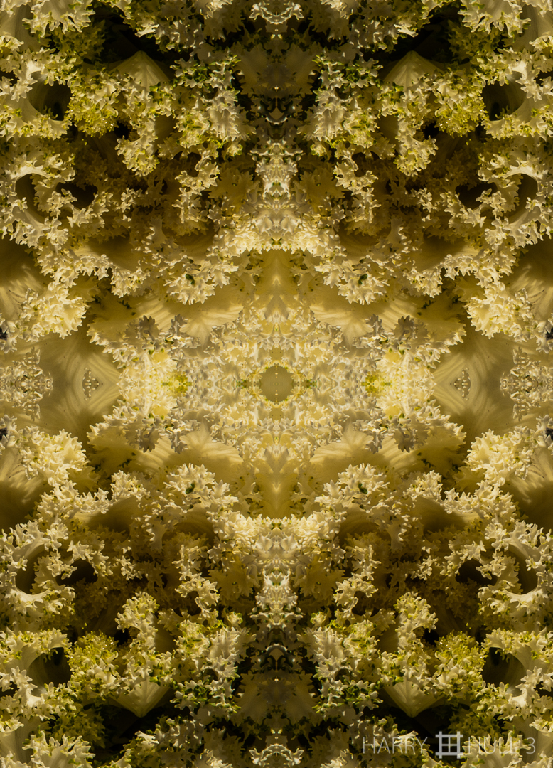 Cabbage fantasy. Photo close-up of ornamental cabbage head, taken at a farmers' market in Ipswich, Massachusetts.