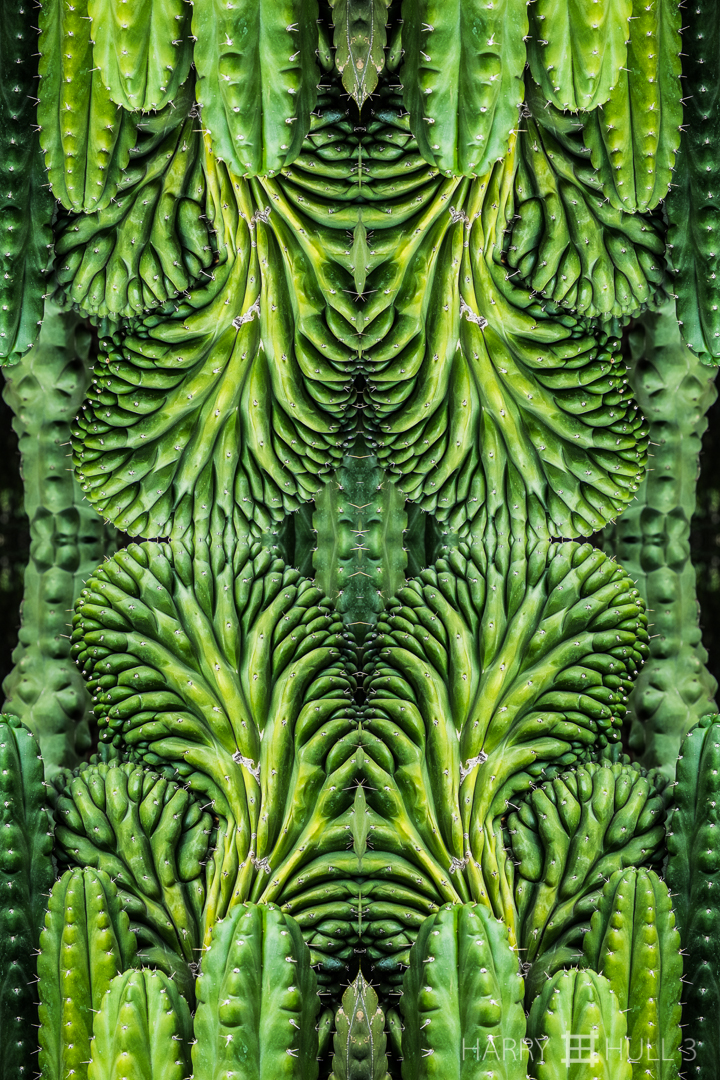 Cactus fans. Photo close-up of cactus in the Huntington Gardens' desert garden, San Marino, California.