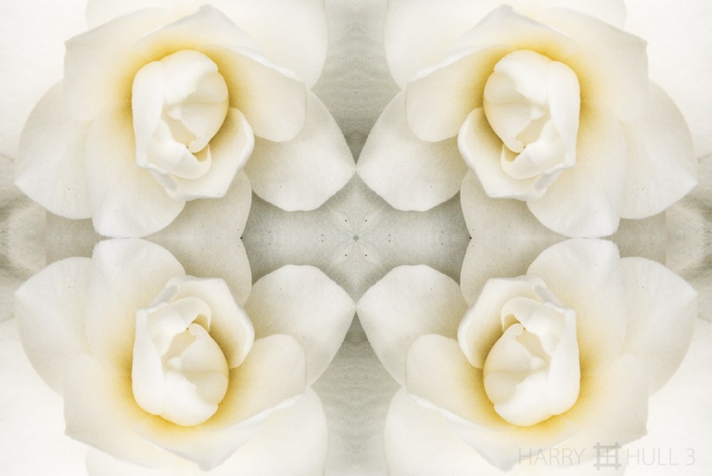 White unfolding. Photo close-up of a Gardenia in a garden in San Francisco, California.