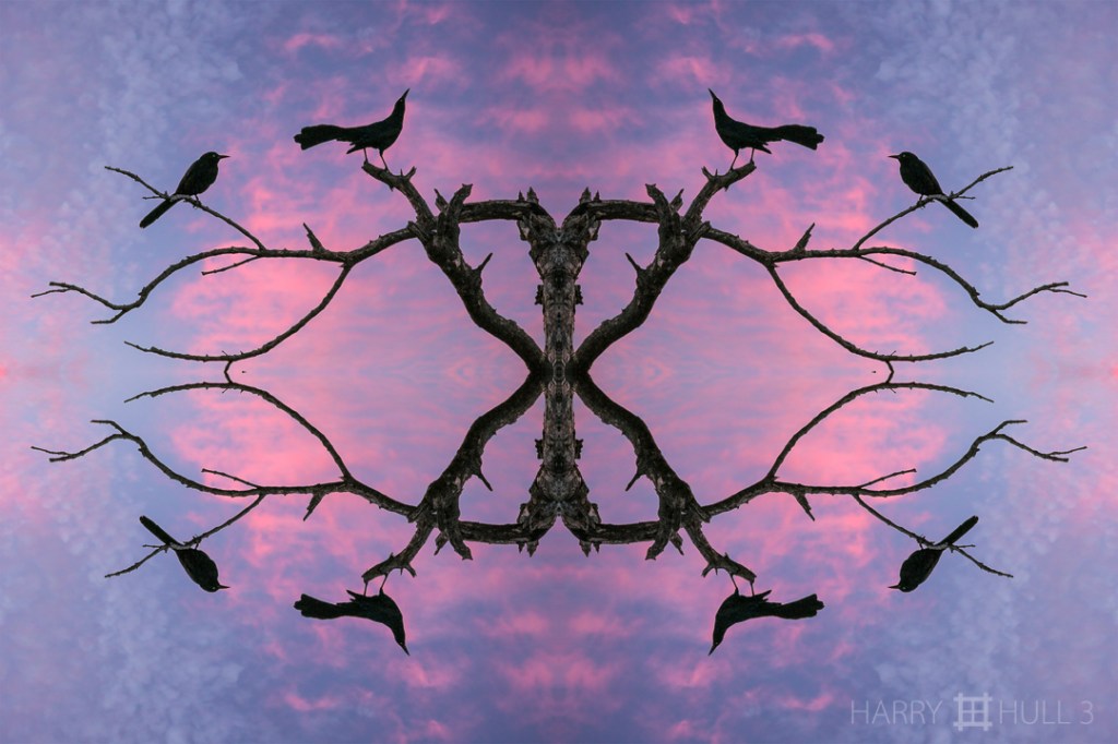 Bird composition. Photo of birds on branches of a tree in wetlands, Playa del Carmen, Mexico, combined with sunset sky from California.