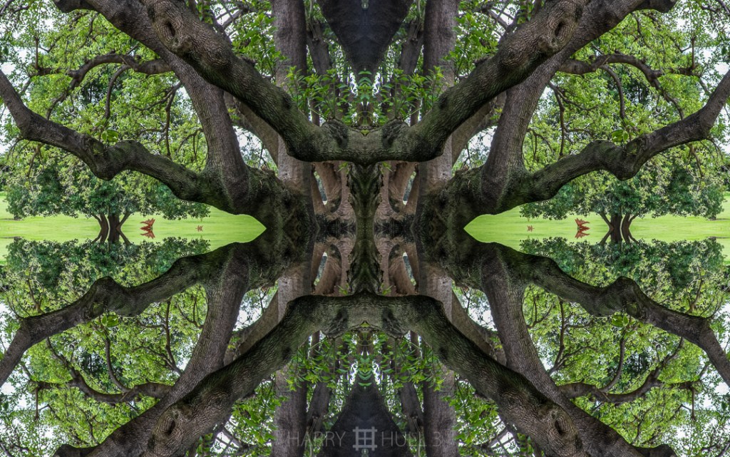 Tree composition with lawn. Photo of large tree on the grounds of the Huntington Gardens, San Marino, California.