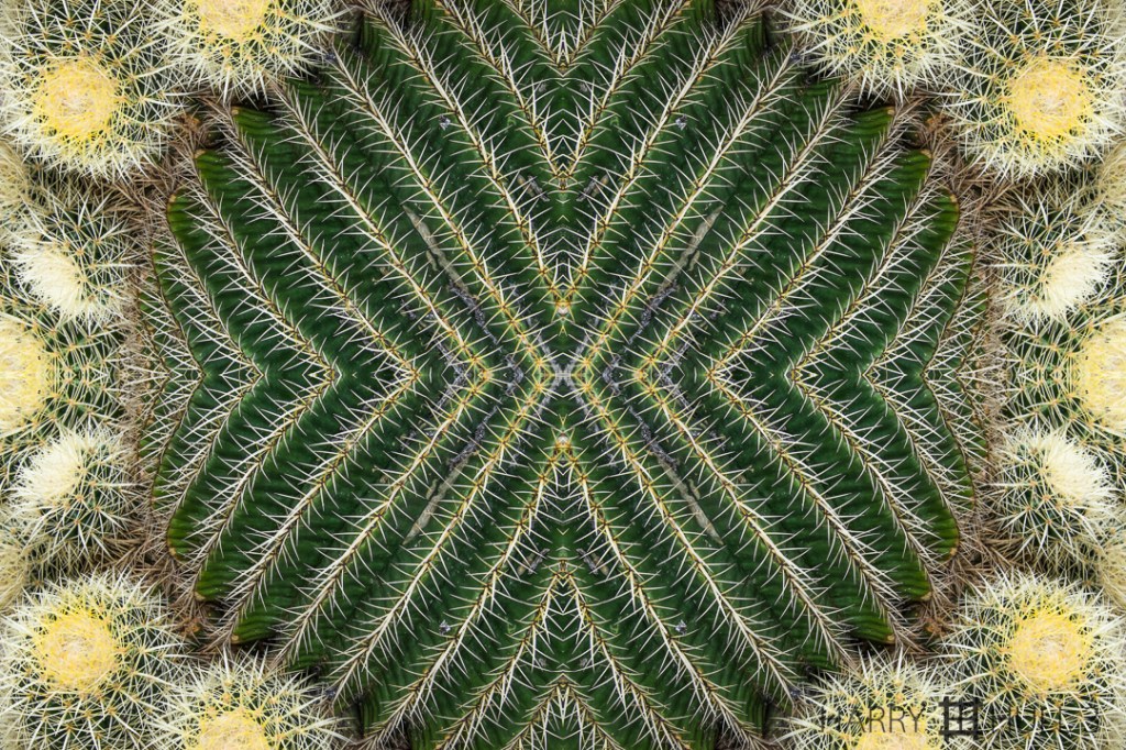 Prickly crown. Photo of cactus in the Desert Garden, Huntington Gardens, San Marino, California.