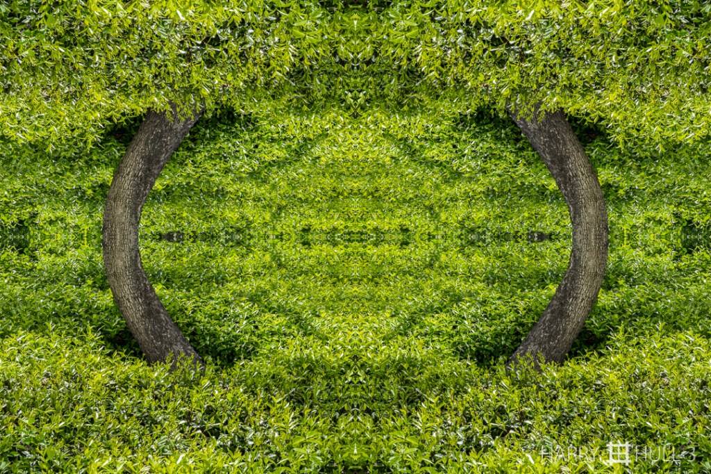 Tree ring. Photo of tree trunk in planted foliage, Getty Center, Los Angeles, California.