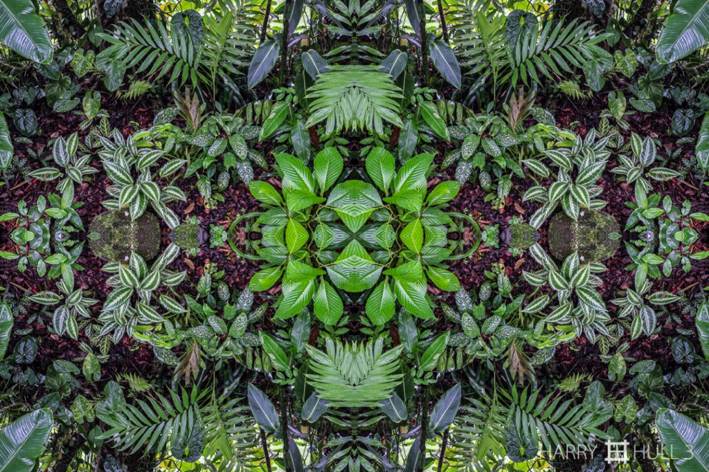 Forest garden. Photo of garden plants near the edge of secondary forest, Finca Cantaros, San Vito, Costa Rica.