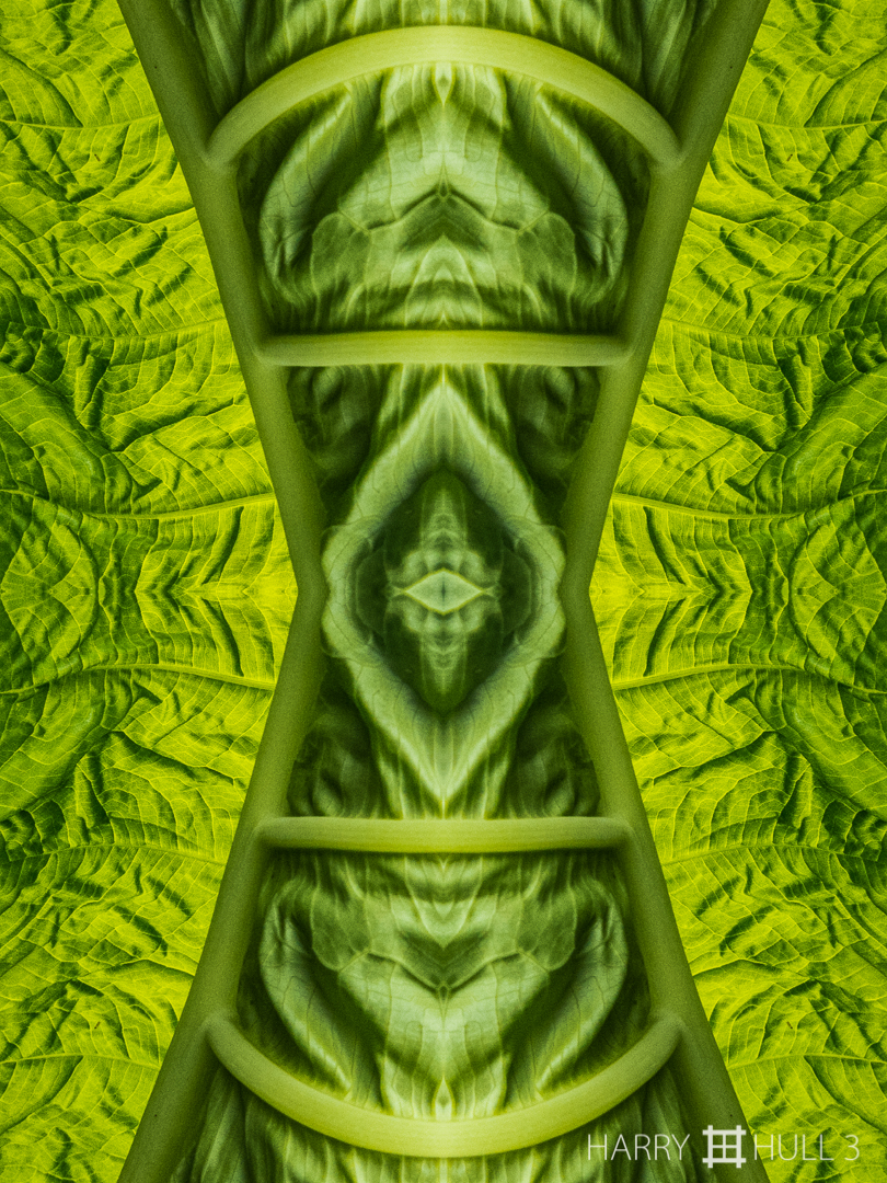 Leaf anatomy. Photo close-up of an unfurling new leaf near a trail at Mashpi Lodge, Ecuador.