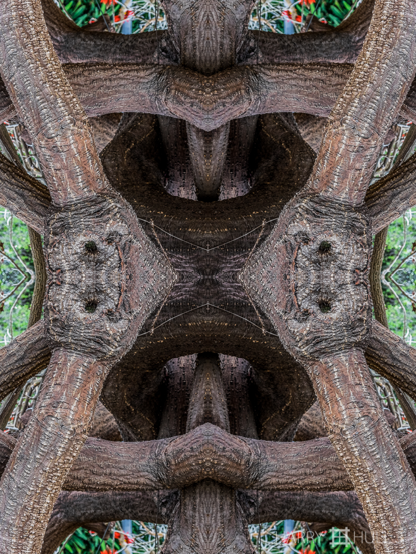 Tree knot. Photo of intertwining branches of a tree near the main house of the Huntington Gardens estate, San Marino, California.