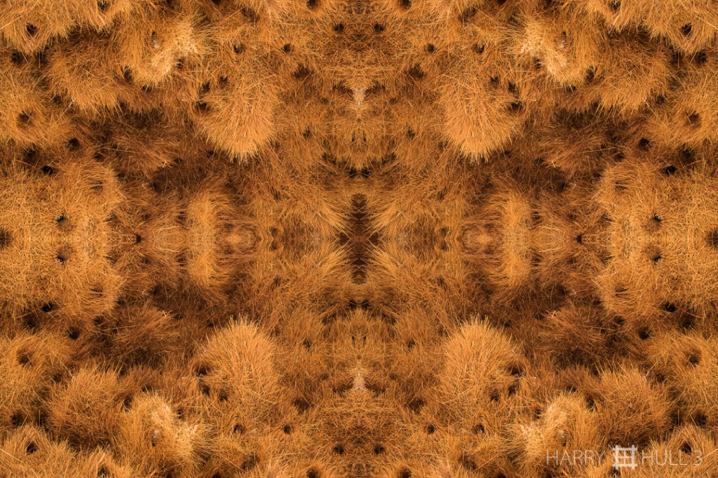 Nidification extravaganza. Photo of underside of a large Sociable Weaver nest group near Namib-Naukluft National Park entrance, Namibia, Africa.