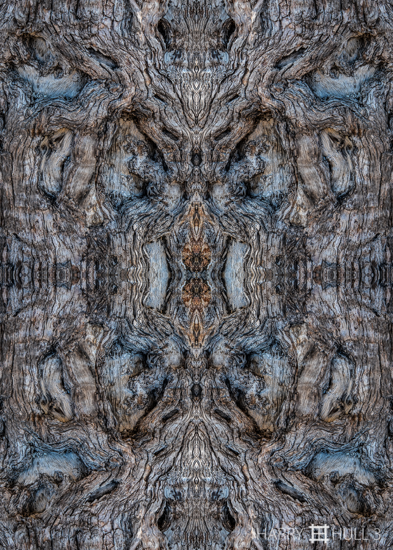 Elephant bark.  Photo close-up of the trunk of a tree damaged by foraging elephants near Linyanti Bush Camp, Okavango Delta, Botswana, Africa.