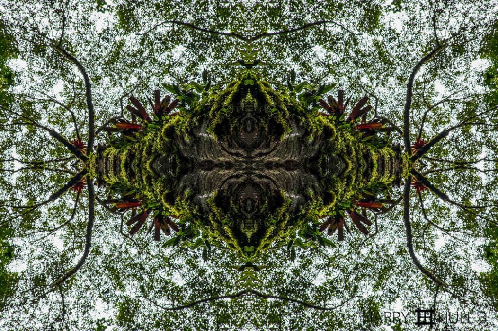 Tree ascendant. Photo of canopy from the cloud forest floor, Parque Internacional el Amistad, Cerro Punta, Panama.